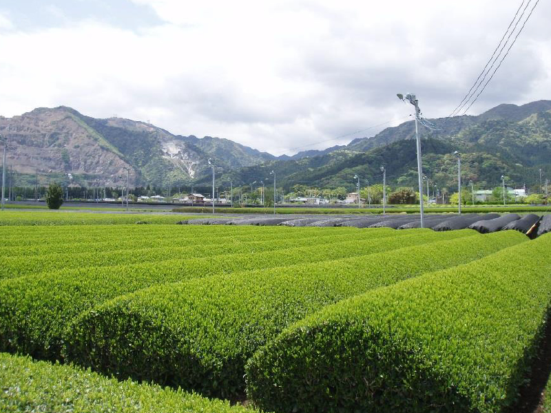 清芳園の茶畑のイメージ写真